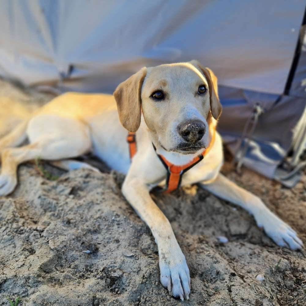 Hundetreffen-Spielkameraden gesucht-Profilbild