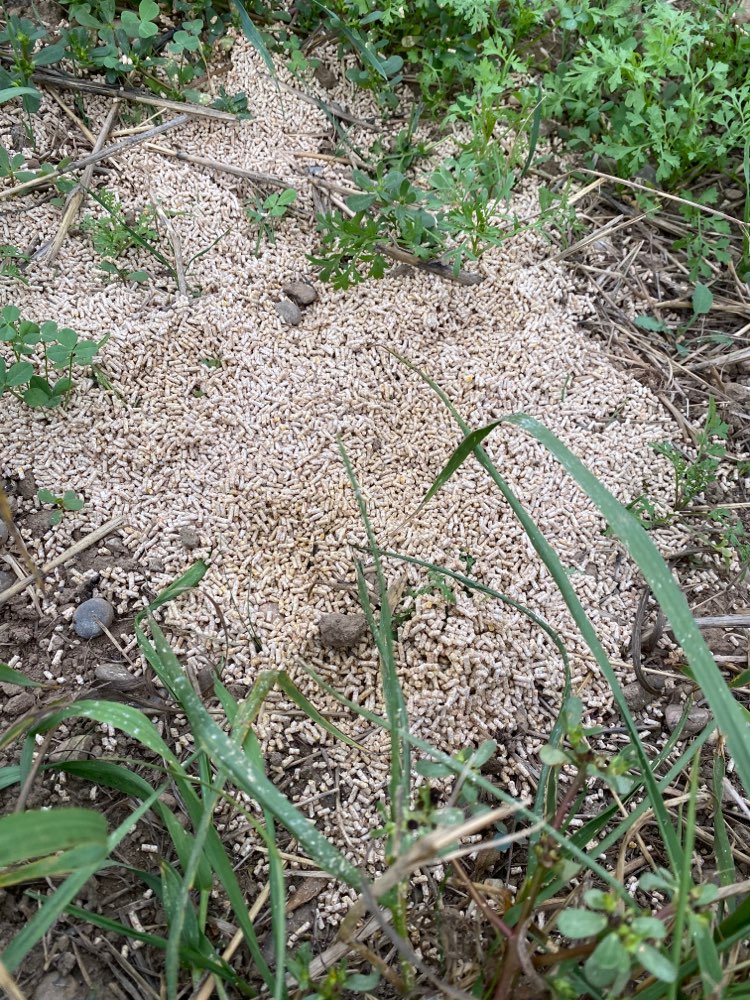 Giftköder-Giftige mini Pellets-Profilbild