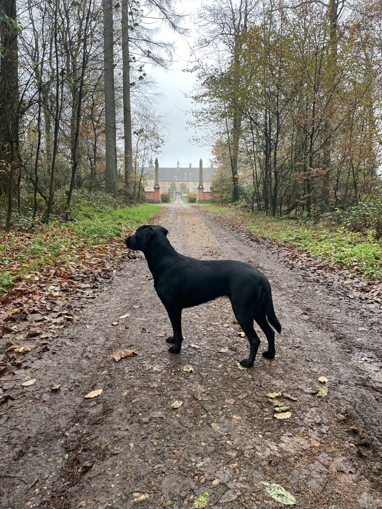 Hundetreffen-Gassi- und Trainingstreffen in Reken und Umgebung-Profilbild