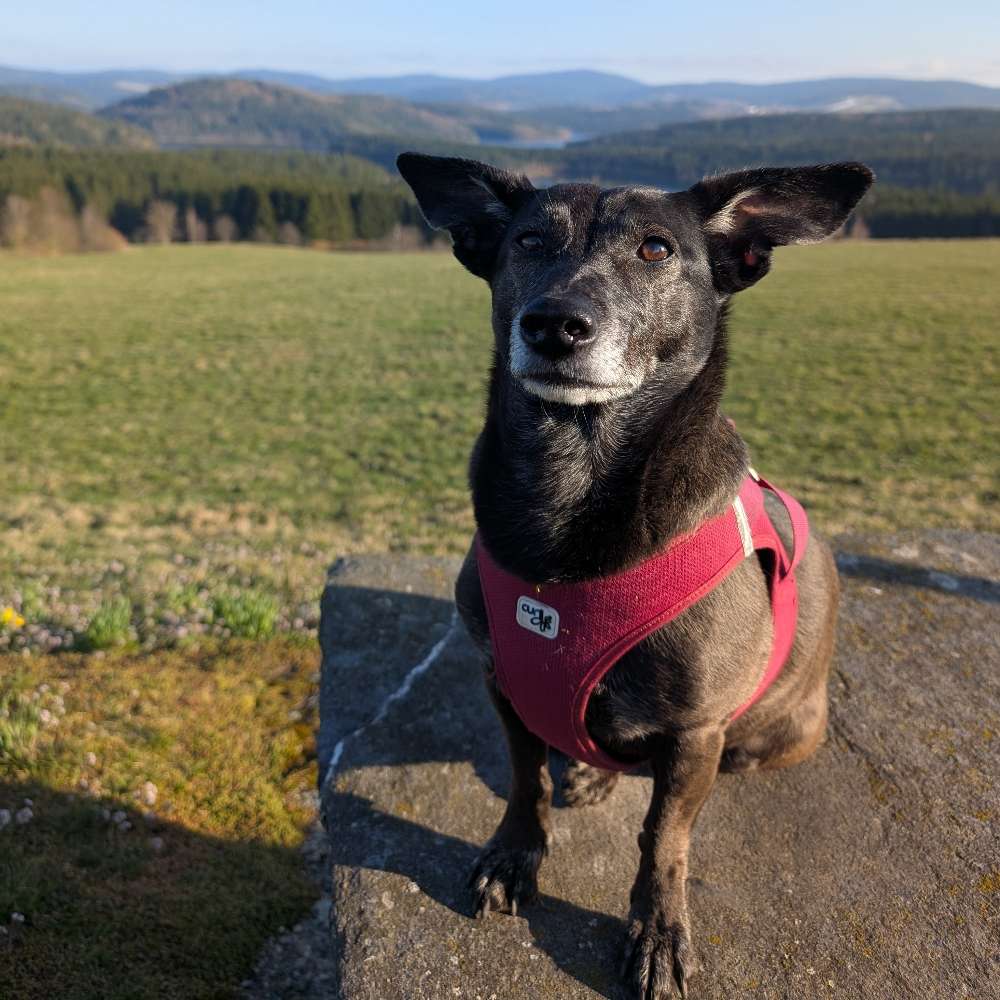 Hundetreffen-Senior Treffen für entspannte Spaziergänge-Profilbild