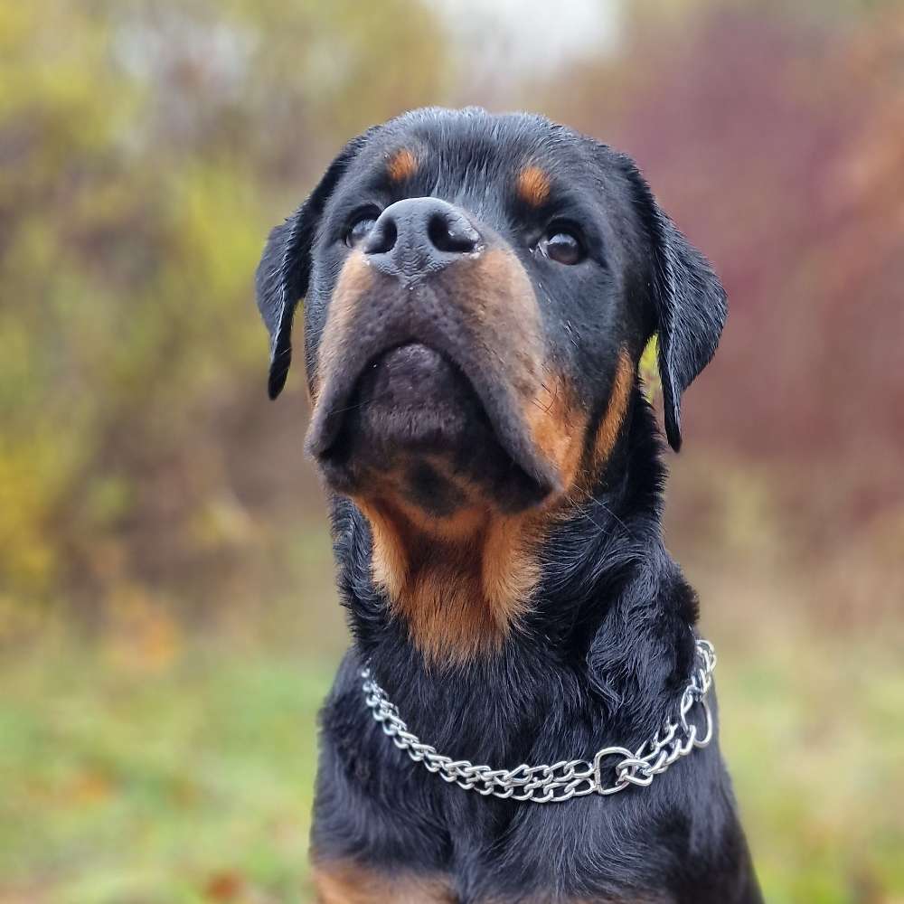 Hundetreffen-Junghunde Training/Spielstunden 🙂-Profilbild
