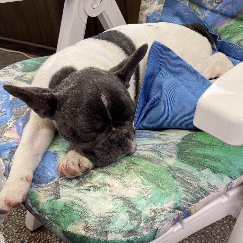 Hundetreffen-Milo 5 Monate sucht Hunde Freunde 🐶-Profilbild