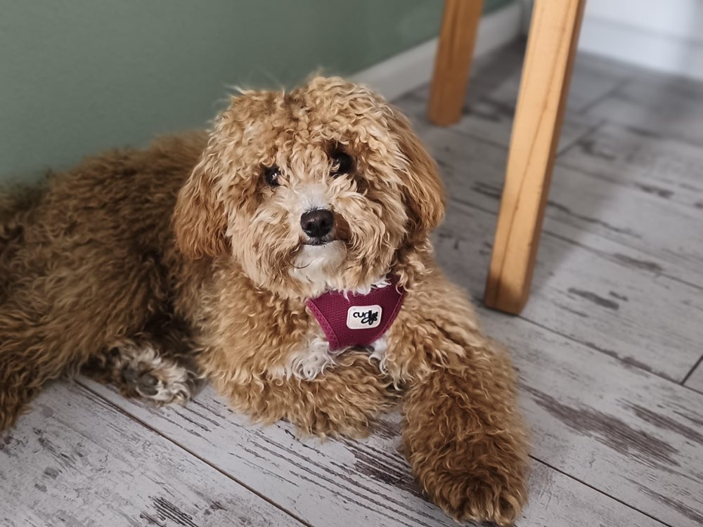 Hundetreffen-Spieletreffen oder Gassirunde-Profilbild