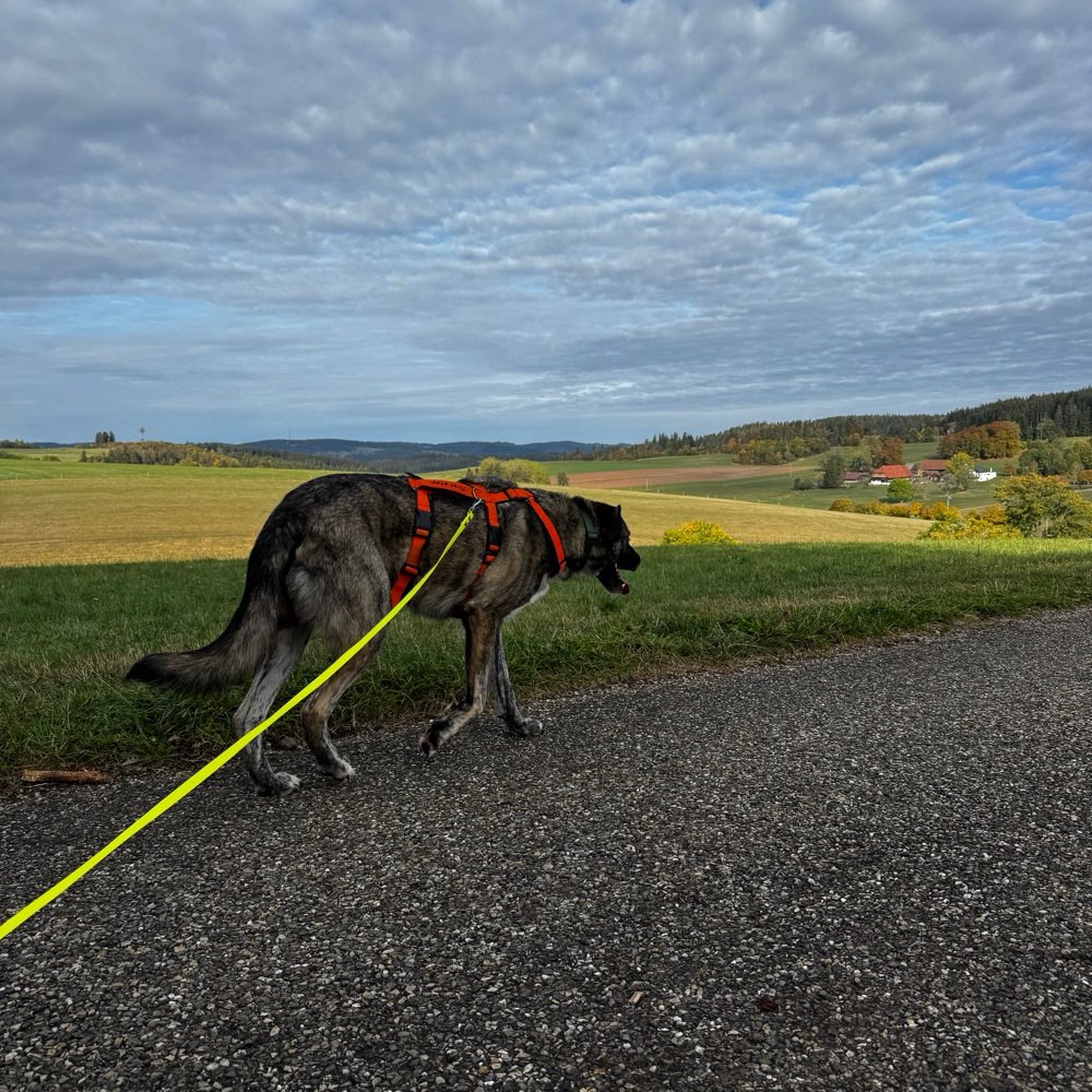 Hundetreffen-Spielfreunde gesucht-Profilbild