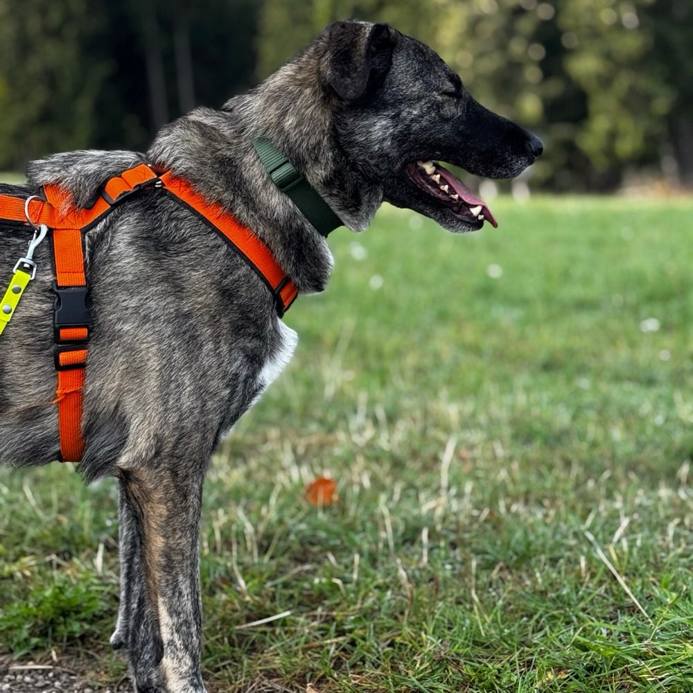 Hundetreffen-Spielfreunde gesucht-Profilbild