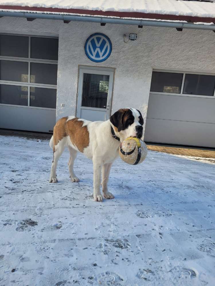 Hundetreffen-Junghunde Treffen-Profilbild