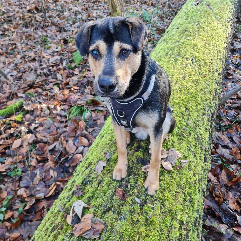 Hundetreffen-Toben im Tapachtal-Profilbild