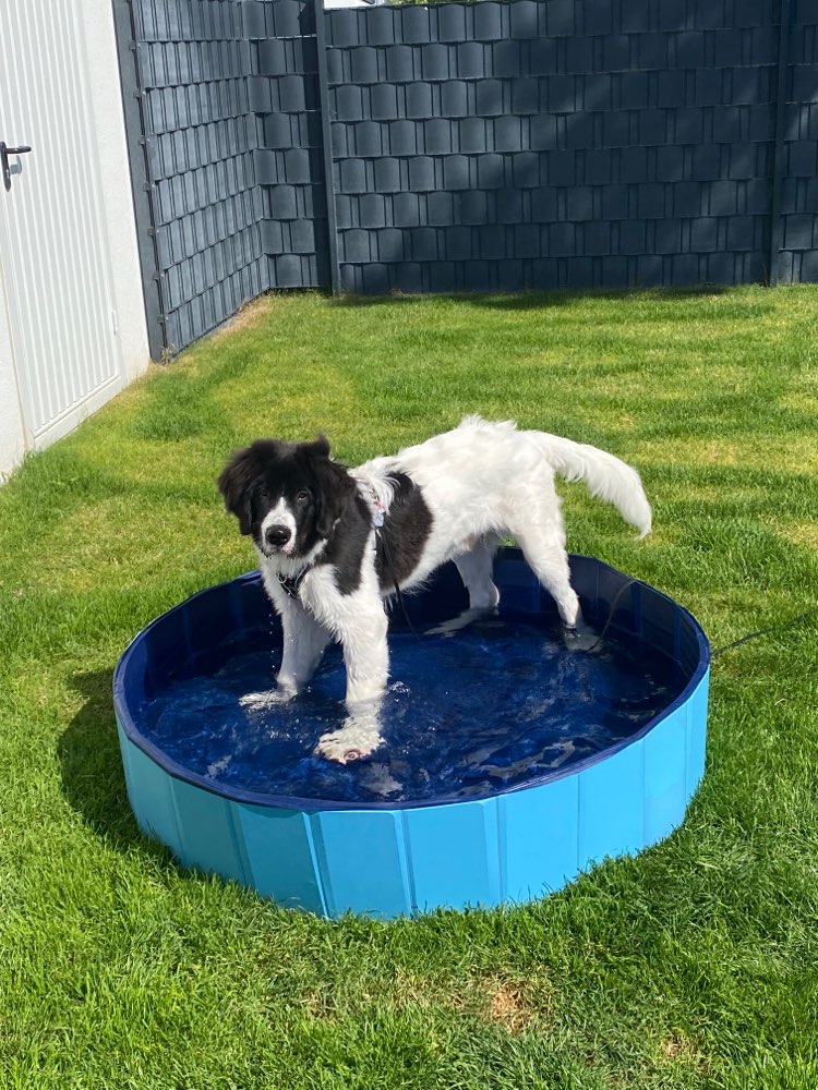 Hundetreffen-Spielgefährten für Landseer, 6 Monate alt gesucht!-Profilbild