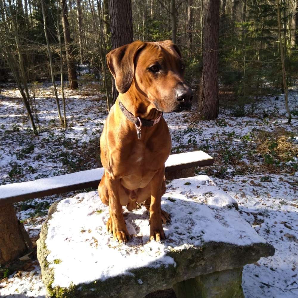 Hundetreffen-Spaziergänge und Spielrunde mit größeren Hunden-Profilbild