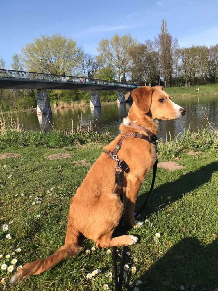 Hundetreffen-Rusty sucht ein Laufpartner!-Profilbild