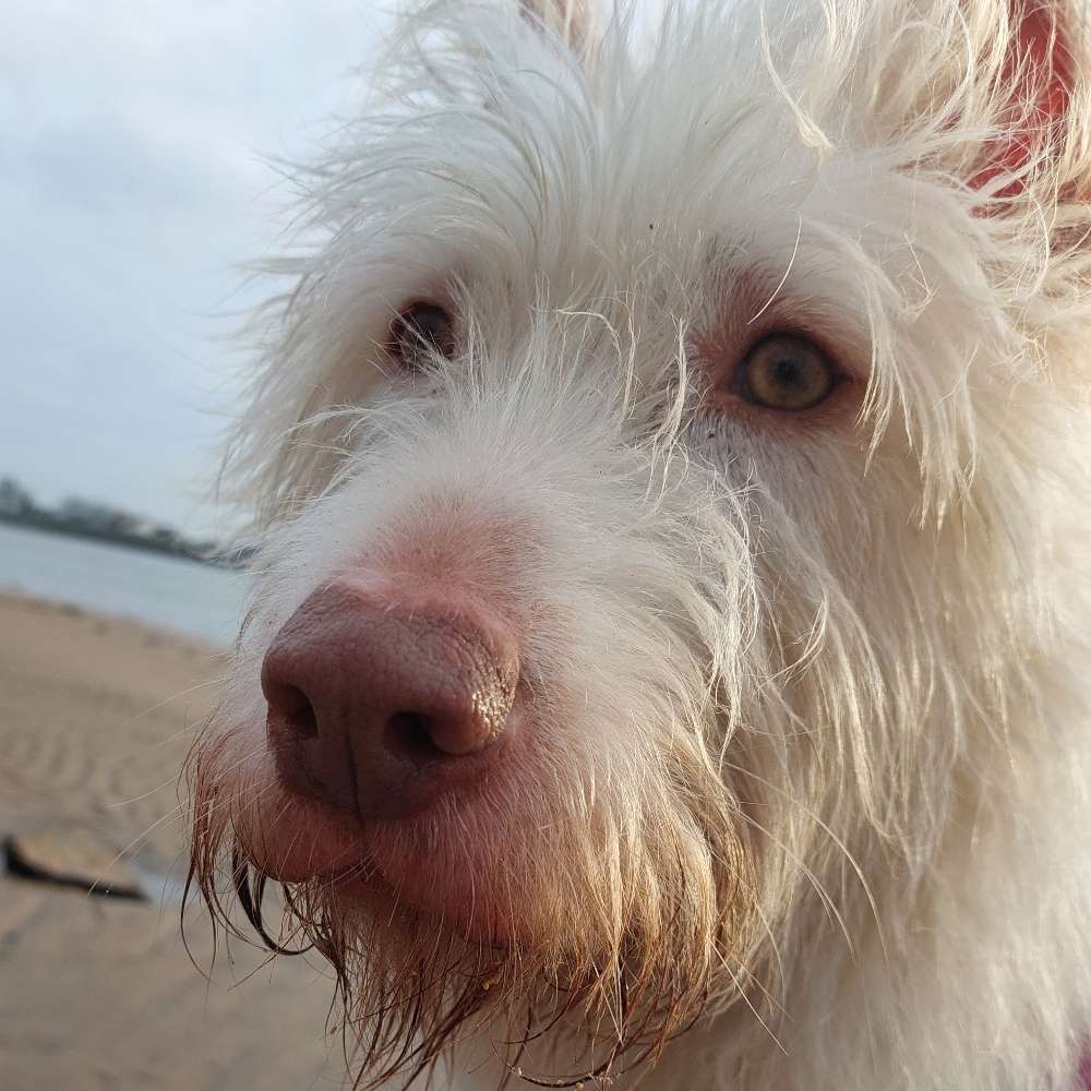 Hundetreffen-Regelmäßige Spaziergänge/Spielrunden-Profilbild