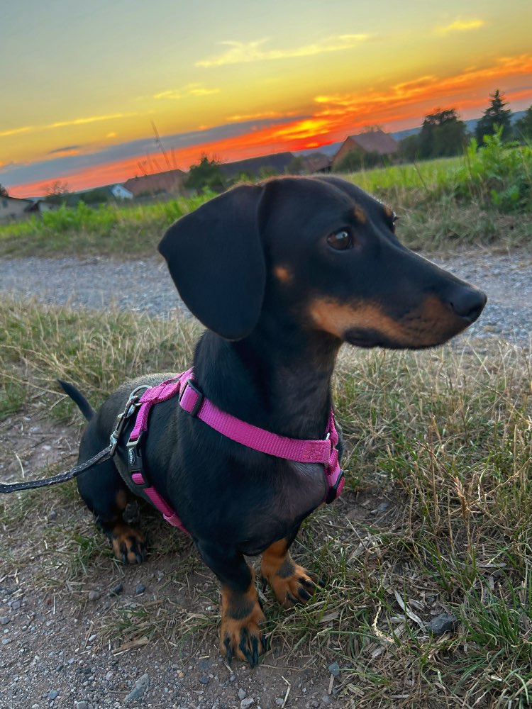 Hundetreffen-Spielkamerad & Gassibegleiter-Profilbild