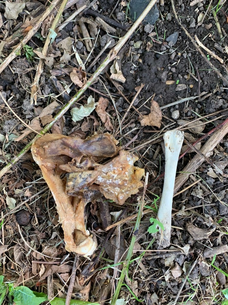 Giftköder-Hühnerschenkel hinter den Bänken-Profilbild