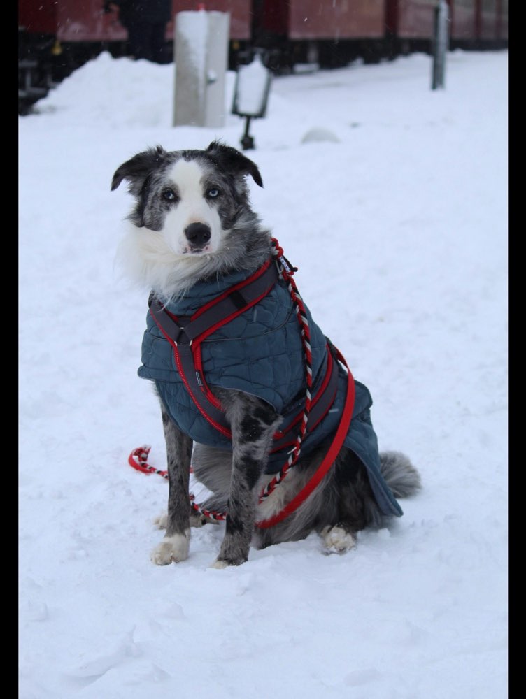 Hundetreffen-Spaziergänge in hatten-Profilbild