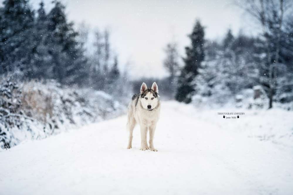 Hundetreffen-Huskys zum gemeinsamennSpazierengehen gesucht. 😊-Profilbild
