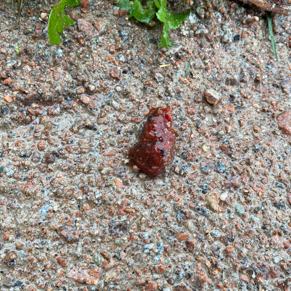 Giftköder-Fleischbrocken/Hühnerherz-Profilbild