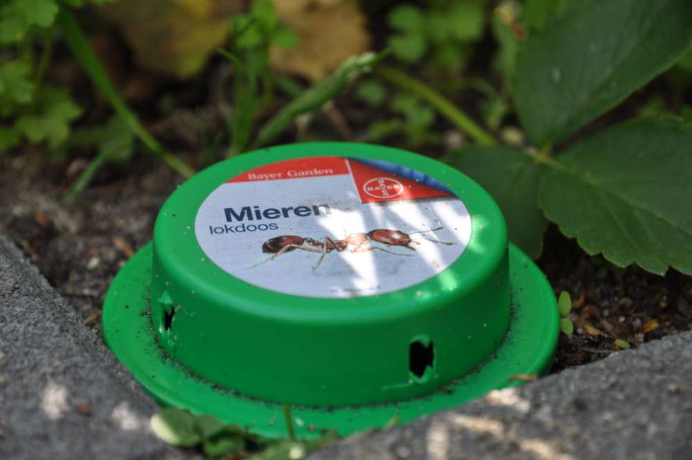 Giftköder-Ameisenköder-Profilbild