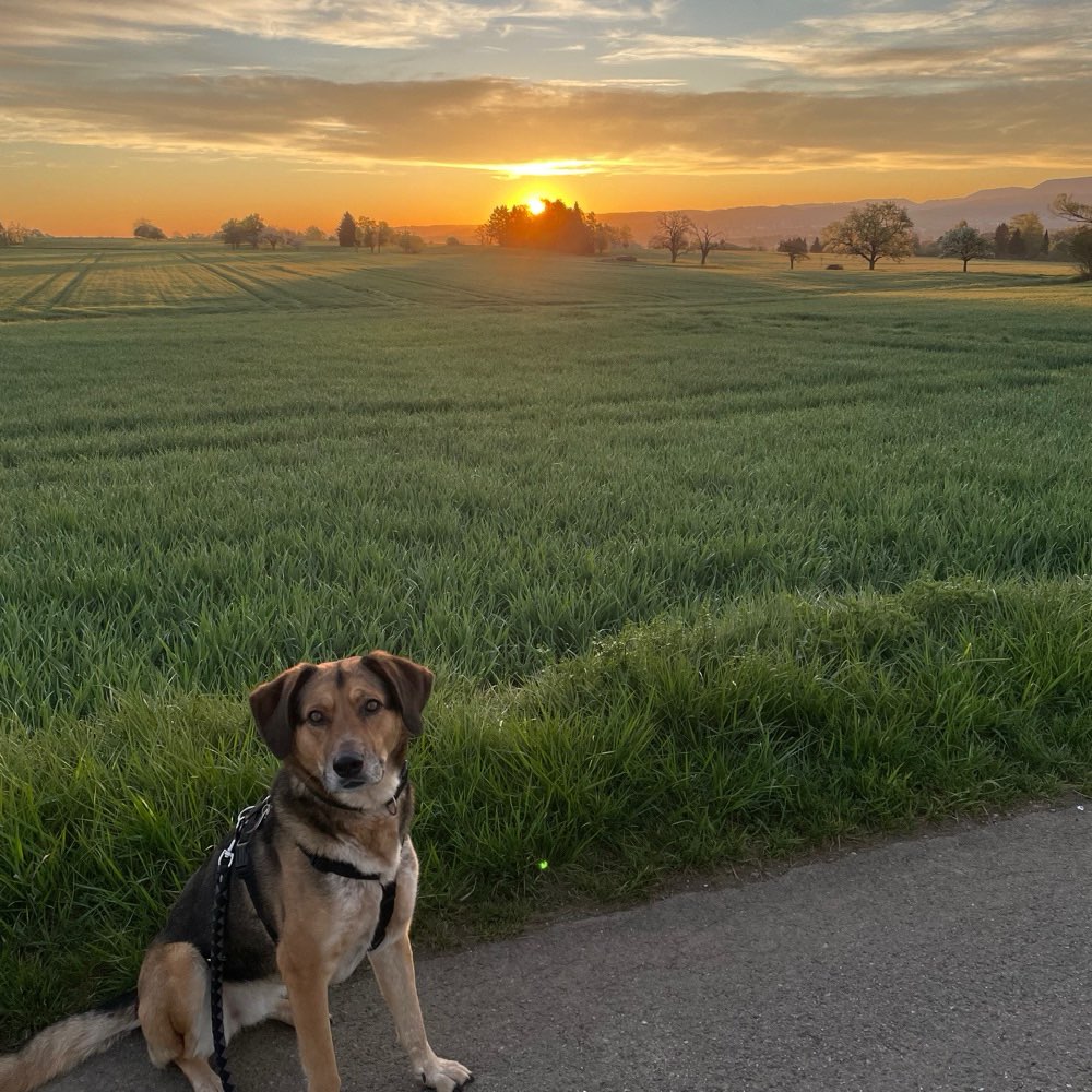 Hundetreffen-Gassi- und/oder Spieltreff :)-Profilbild
