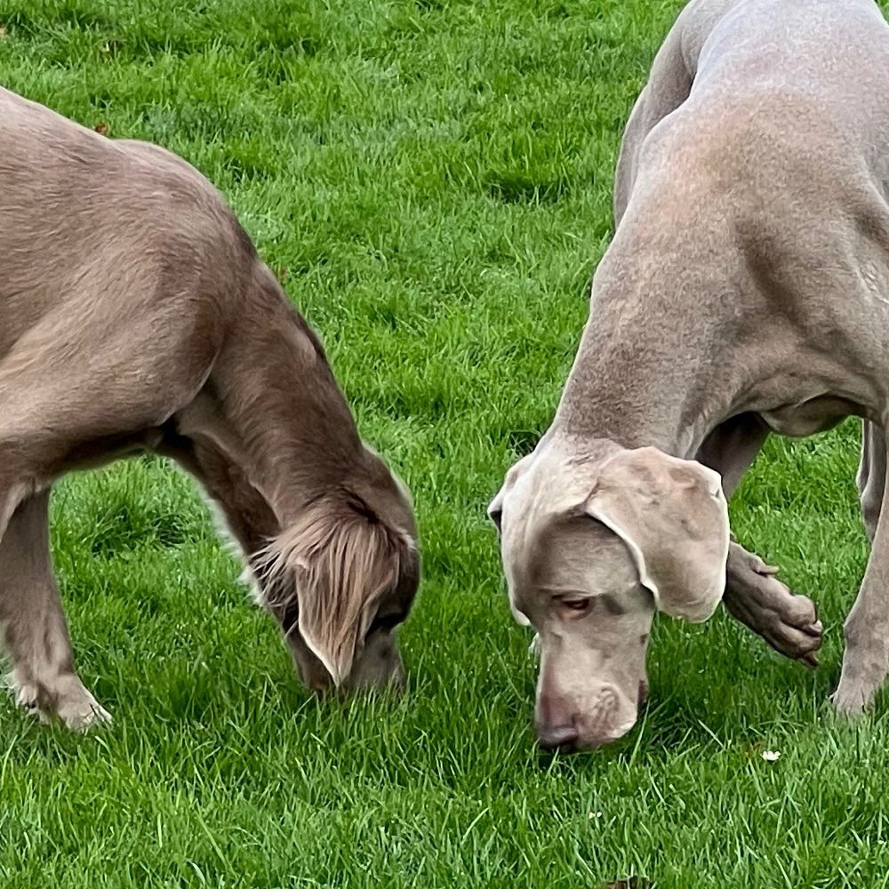 Hundetreffen-🚫No more SOCIAL WALK partners needed 🚫-Profilbild