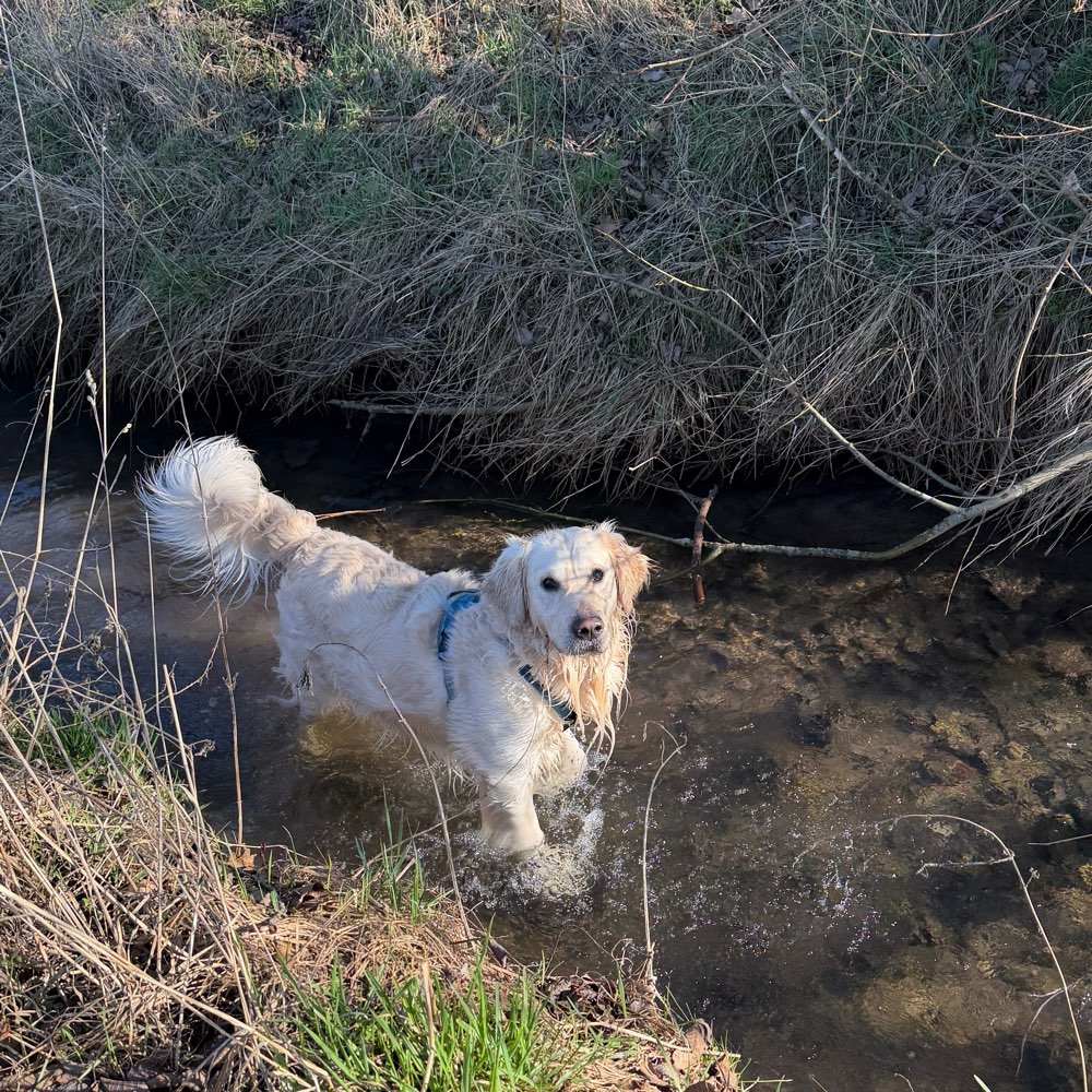 Hundetreffen-Spielkameraden und Gassirunden-Profilbild