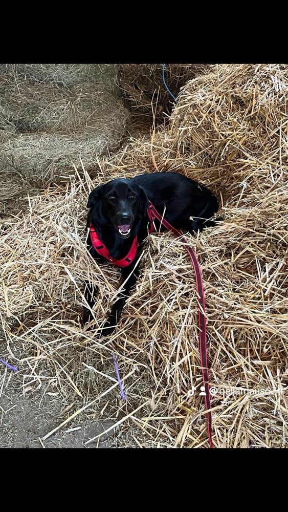 Hundetreffen-Suche Spielgefährten für meine vierjährige Hündin Bella zum toben und kleine Spaziergänge-Profilbild