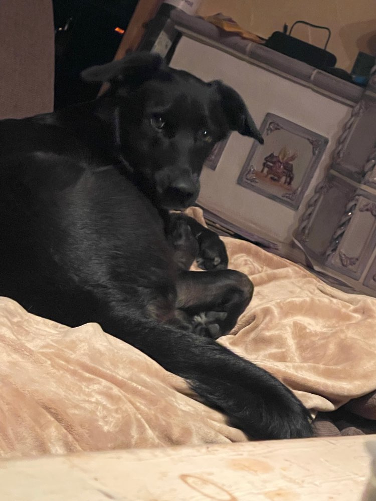 Hundetreffen-Suche Spielgefährten für meine Bella-Profilbild