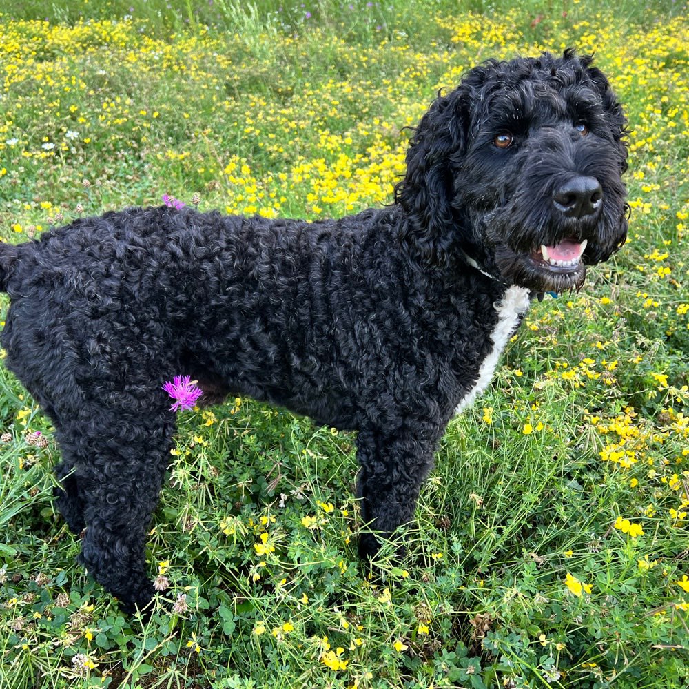 Hundetreffen-Spielrunde und Gassirunde-Profilbild