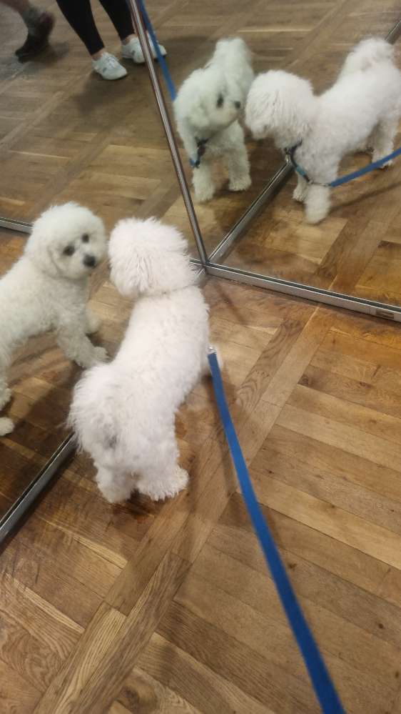 Hundetreffen-Elmo (fast 1 Jahr) sucht ...-Profilbild