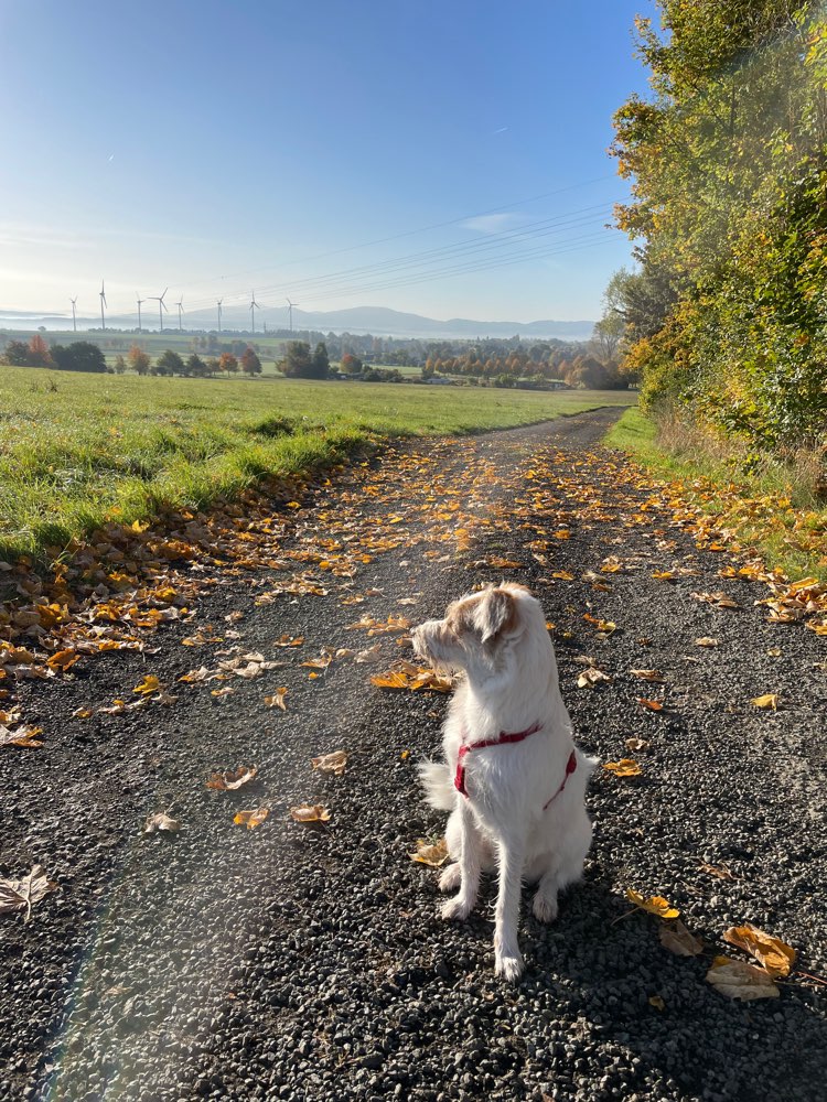 Hundetreffen-Spiel - und Spazierrunde-Profilbild