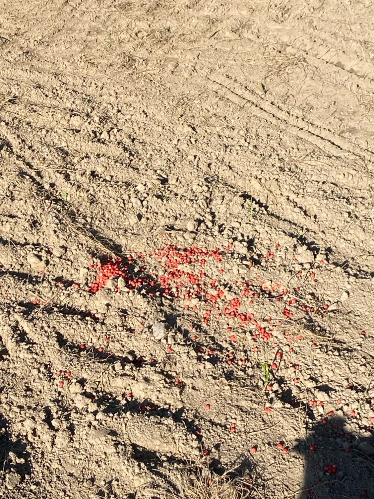 Giftköder-Pflanzenschutzmittel gebeizte Maiskörner-Profilbild