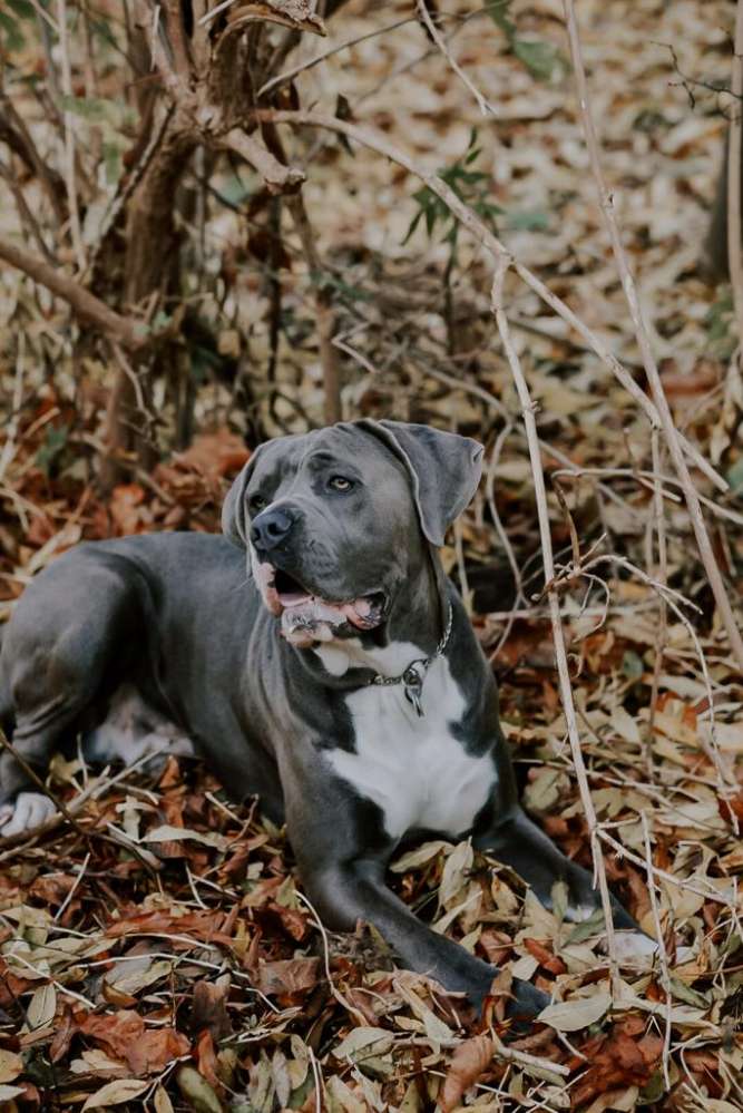 Hundetreffen-Spazieren im Wald,  Parks oder über Felder  🌲-Profilbild
