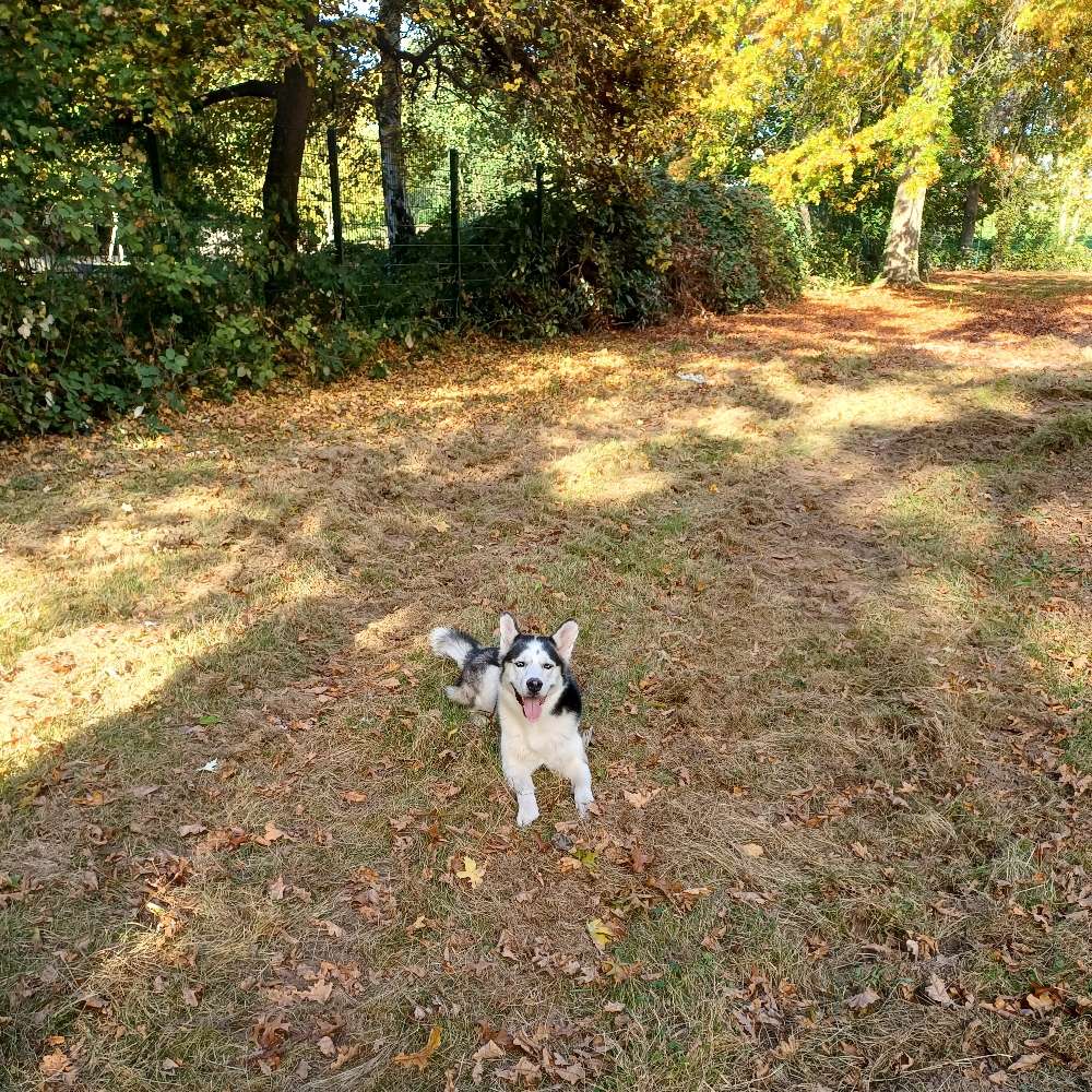 Hundetreffen-Gassi und spielen-Profilbild