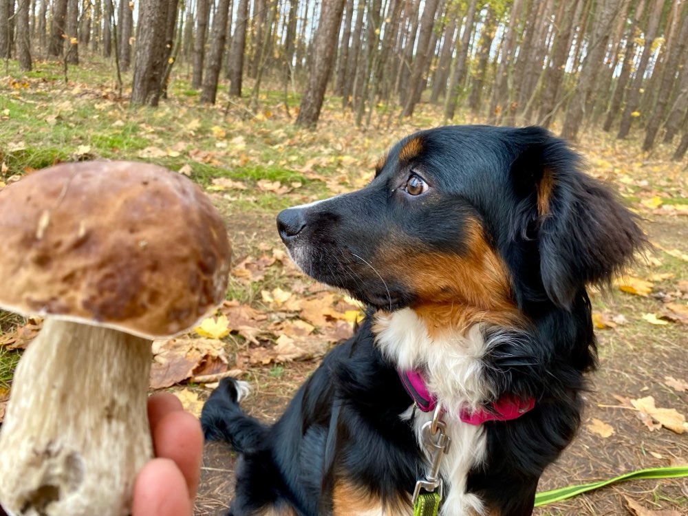 Hundetreffen-Hunde zum spielen und toben gesucht-Profilbild