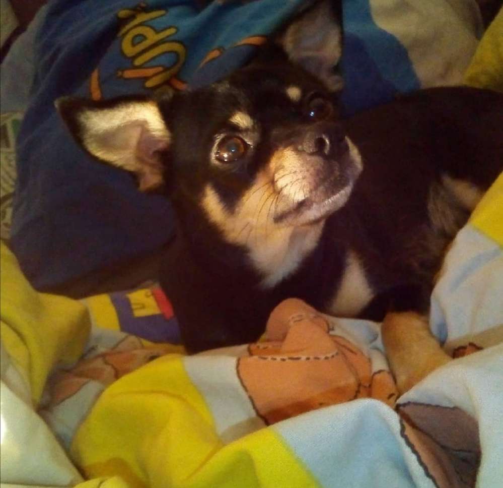 Hundetreffen-Zwergpinsher treffen spazier gänge-Profilbild