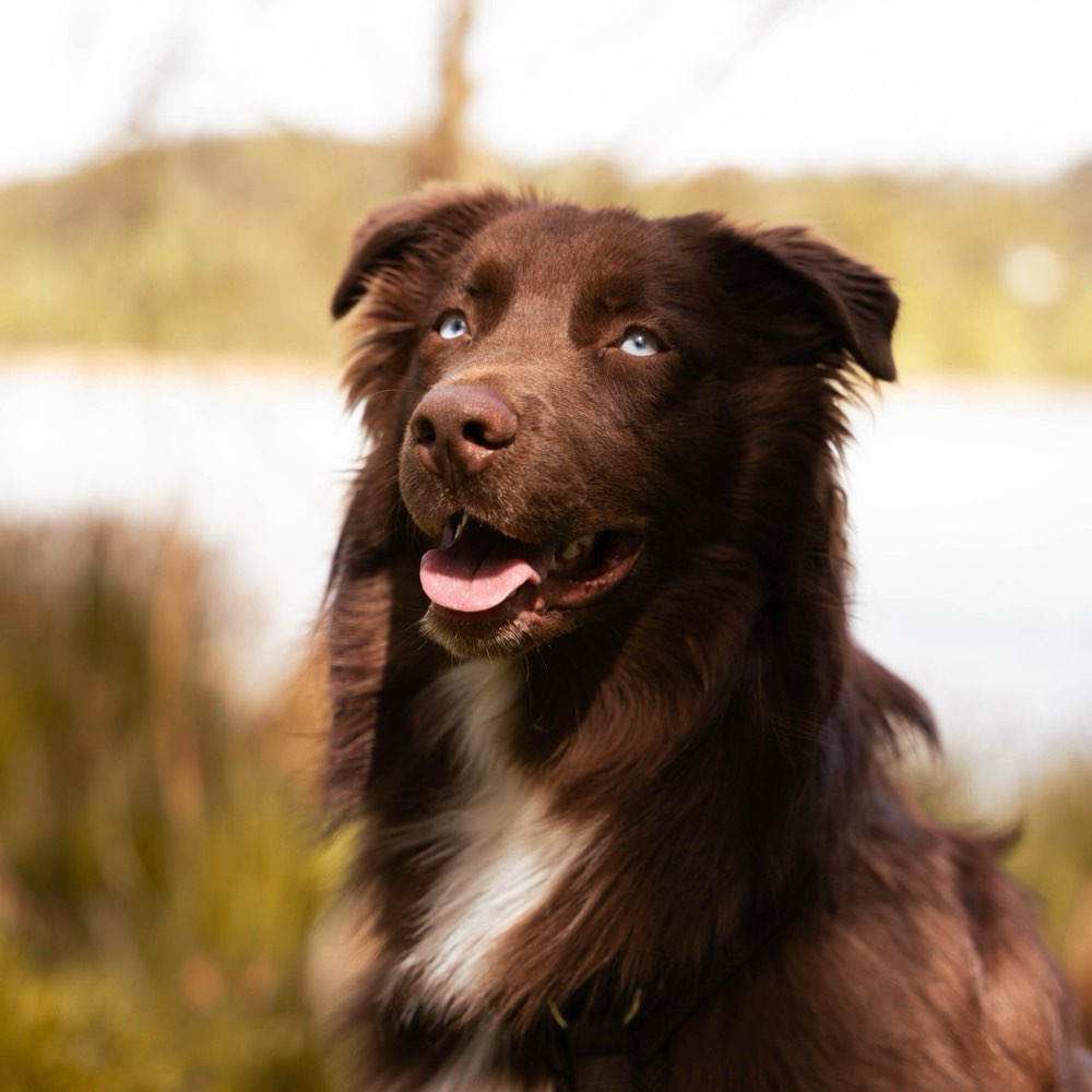 Hundetreffen-Trainings- & Spielepartner-Profilbild