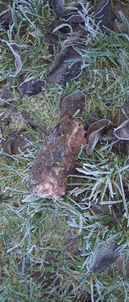 Giftköder-Vermutlicher Giftköder...-Profilbild