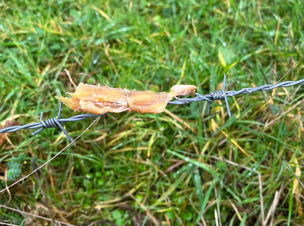 Giftköder-Fleisch an Stacheldraht-Profilbild