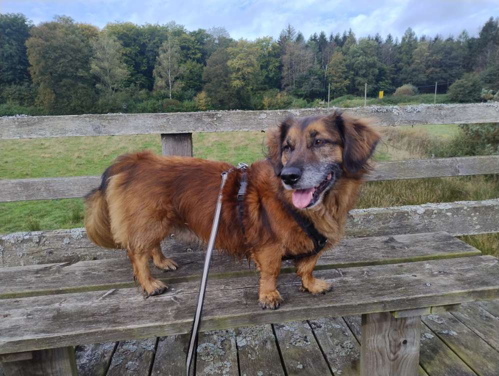 Hundetreffen-Runden im Raum Heusweiler/Riegelsberg/ +-Profilbild