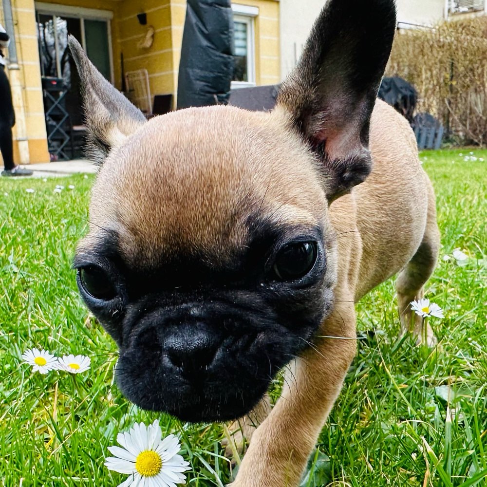 Hundetreffen-Kleinwelpen Wien 1190-Profilbild