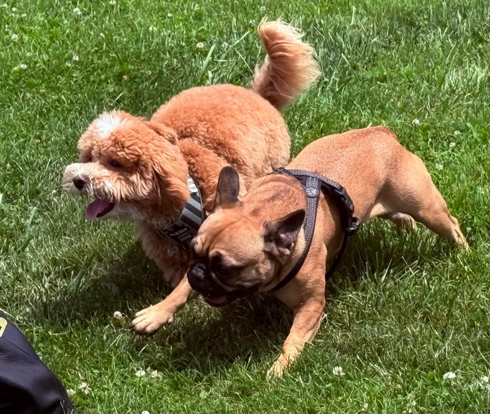 Hundetreffen-Spiel und soziales Verhalten-Profilbild