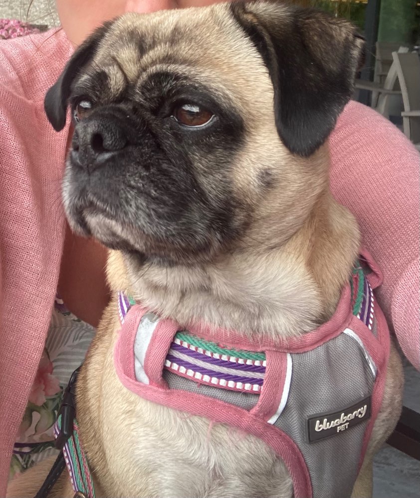 Hundetreffen-Spiel- und Gassibegleitung-Profilbild