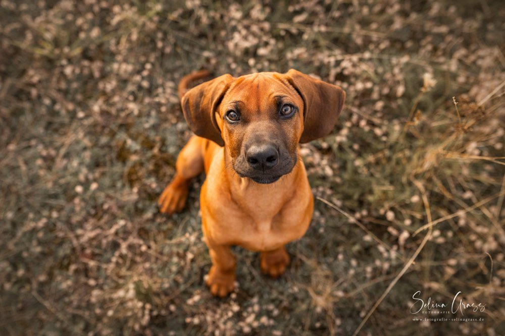 Hundetreffen-Gemeinsamer Spaziergang/Training/Spielen-Profilbild