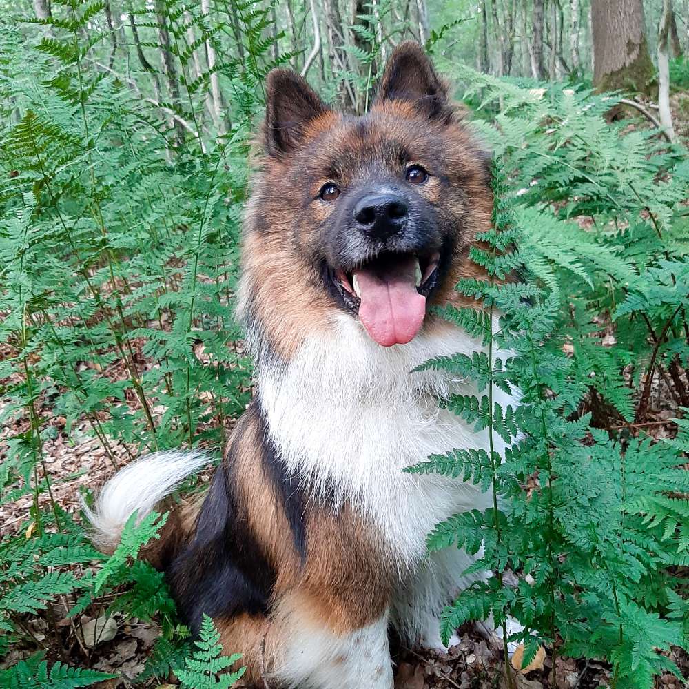 Hundetreffen-Spiel- und Gassirunden-Profilbild