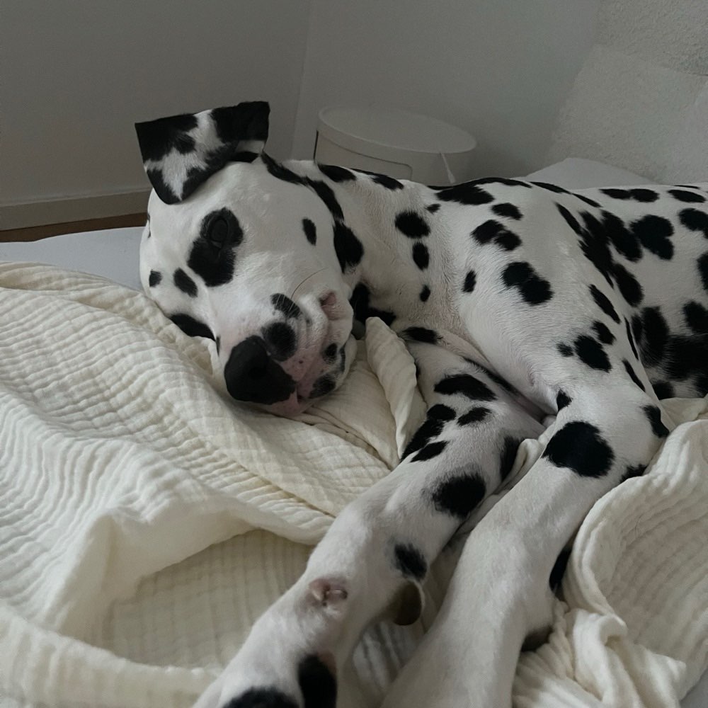 Hundetreffen-Hundefreunde gesucht 🐶-Profilbild