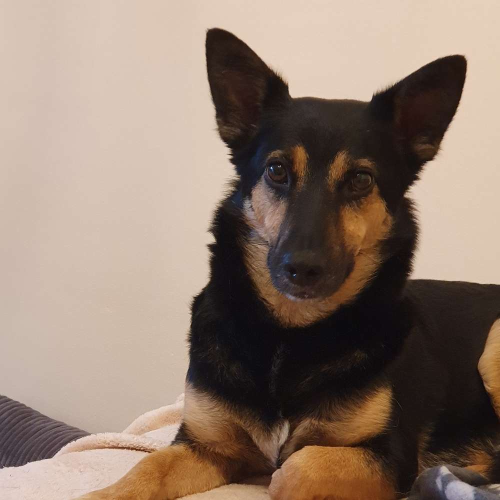 Hundetreffen-Hundefreund oder Freundin gesucht für Spaziergänge-Profilbild