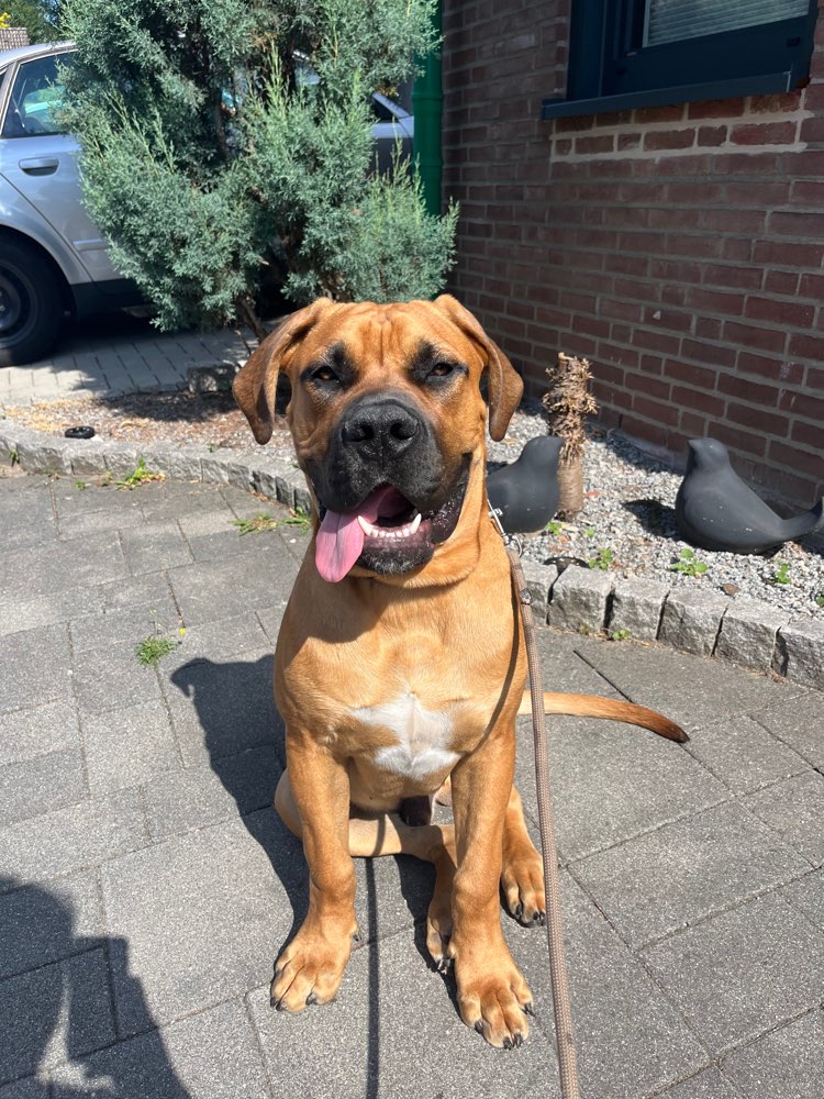 Hundetreffen-Großer Junghund sucht Spielpartner-Profilbild