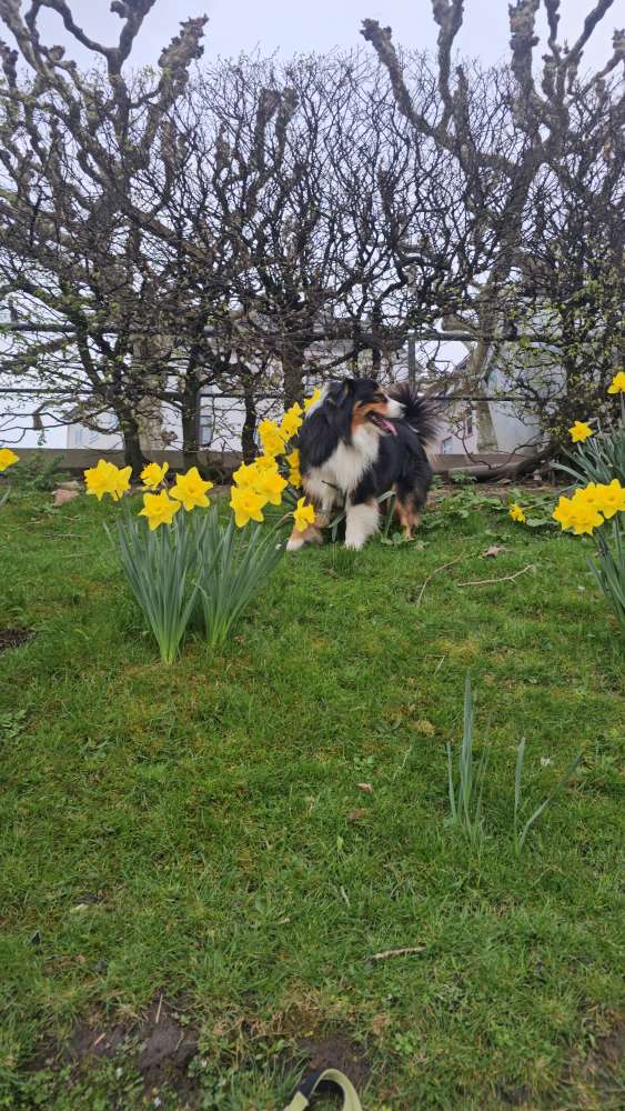 Hundetreffen-✨️🐾Gassi gehen und toben🐾✨️-Profilbild