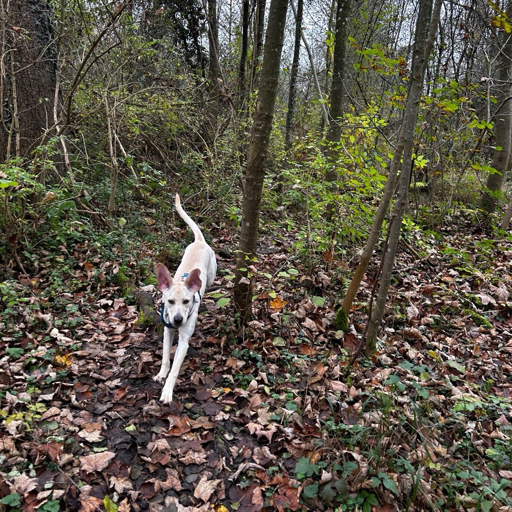 Hundetreffen-Junghunde Spiel- und Gassirunde-Profilbild