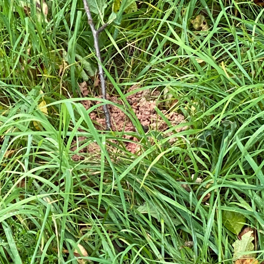 Giftköder-Hundefutter ausgelegt-Profilbild