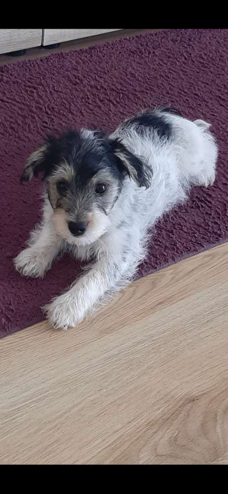 Hundetreffen-Spieltreff-Profilbild